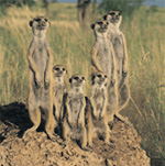One For All: Teamwork the Meerkat Way